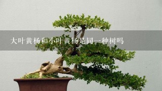 大叶黄杨和小叶黄杨是同1种树吗