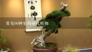 常见60种室内绿化植物