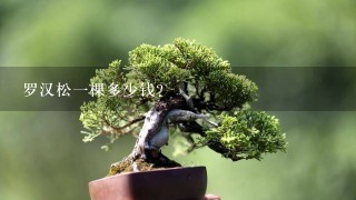 罗汉松1棵多少钱？