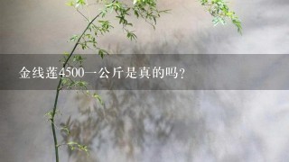 金线莲45001公斤是真的吗？