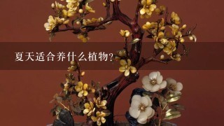 夏天适合养什么植物?