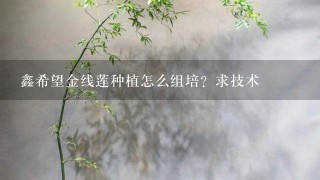 鑫希望金线莲种植怎么组培？求技术