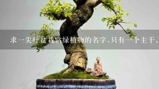 求1尖叶盆栽常绿植物的名字,只有1个主干,叶子绕着主干1圈1圈向上生长,叶子细长又尖？