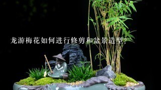 龙游梅花如何进行修剪和盆景造型？