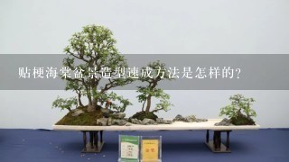 贴梗海棠盆景造型速成方法是怎样的？