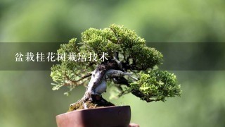 盆栽桂花树栽培技术