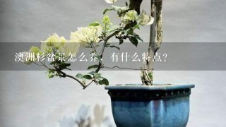 澳洲杉盆景怎么养，有什么特点？