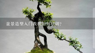 盆景造型入门教程如何培训？