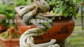 金线莲45001公斤是真的吗