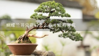 蝴蝶兰开完花后怎么养才能再开花