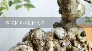 罗汉松果树长什么样