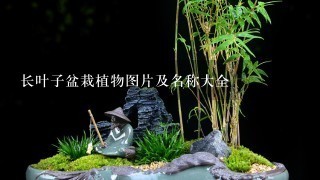 长叶子盆栽植物图片及名称大全