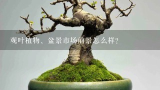 观叶植物、盆景市场前景怎么样？