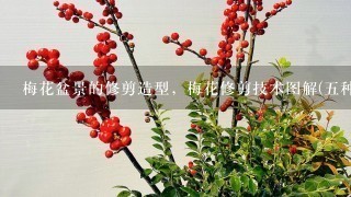 梅花盆景的修剪造型，梅花修剪技术图解(5种方法)