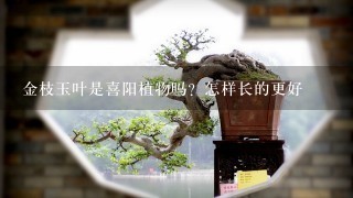 金枝玉叶是喜阳植物吗？怎样长的更好