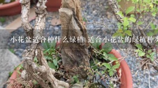 小花盆适合种什么绿植 适合小花盆的绿植种类