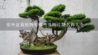 室外盆栽植物有哪些及图片及名称大全