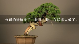 公司的绿植换了1批又1批，存活率太低了，领导喊换1家好1点的公司，大家有推荐的吗？