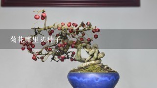 菊花哪里买种子