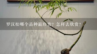 罗汉松哪个品种最珍贵？怎样去欣赏？