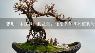 想用日本红枫自制盆景，还想多加几种植物的话请问有什么植物跟红枫凑1块风格会比较搭？