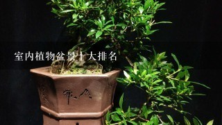 室内植物盆景十大排名