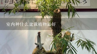 室内种什么盆栽植物最好