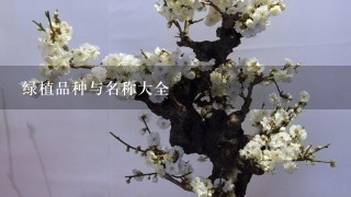 绿植品种与名称大全