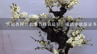 大银杏树什么季节移栽最好？成活率能保证多少？