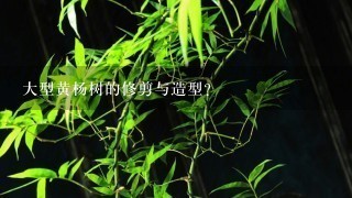 大型黄杨树的修剪与造型？