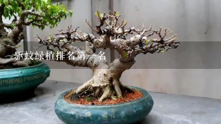 驱蚊绿植排名第1名