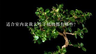 适合室内盆栽大叶子植物都有哪些？