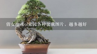 倩女幽魂ol家园各种盆栽图片，越多越好