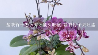 盆栽竹子怎么养才能更旺盛 盆栽竹子更旺盛