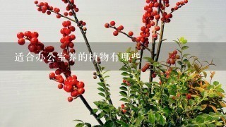 适合办公室养的植物有哪些