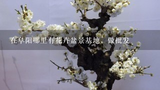 在阜阳哪里有花卉盆景基地，做批发