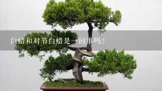 白蜡和对节白蜡是1回事吗？