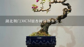 湖北荆门30CM银杏树价格多少