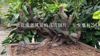 求1张花或者风景的高清图片，至少要有2M大