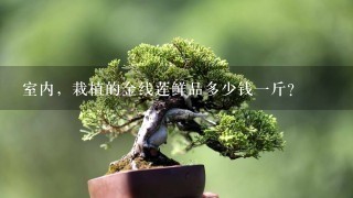 室内，栽植的金线莲鲜品多少钱1斤？