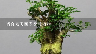 适合露天4季盆栽植物