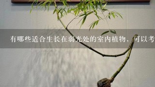 有哪些适合生长在弱光处的室内植物，可以考虑什么？