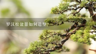 罗汉松盆景如何造型？