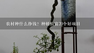 农村种什么挣钱？种植致富20个好项目