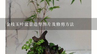 金枝玉叶盆景造型图片及修剪方法