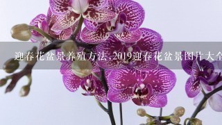 迎春花盆景养殖方法,2019迎春花盆景图片大全