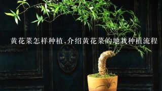 黄花菜怎样种植,介绍黄花菜的地栽种植流程