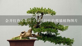 会开红色小花叶子绿色针叶的爬墙植物图片