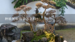 种植黑松前景怎么样？