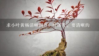 求小叶黄杨清晰图片，叶图片。要清晰的